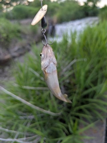 カワムツの釣果