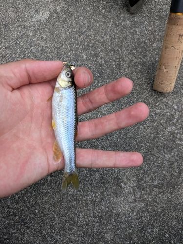 カワムツの釣果