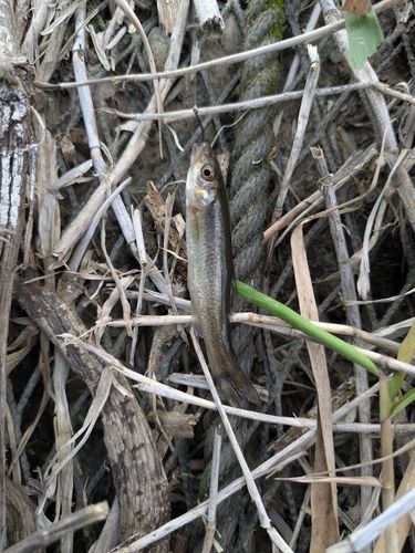 アブラハヤの釣果
