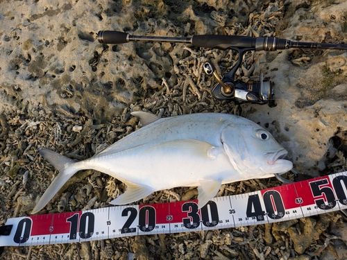 ロウニンアジの釣果