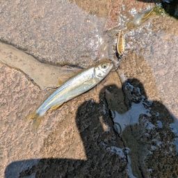 カワムツ