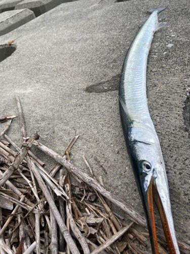 ダツの釣果