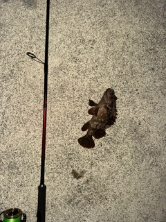 クロソイの釣果