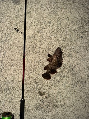 クロソイの釣果