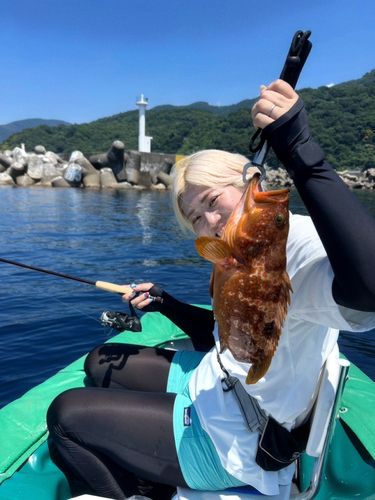 キジハタの釣果