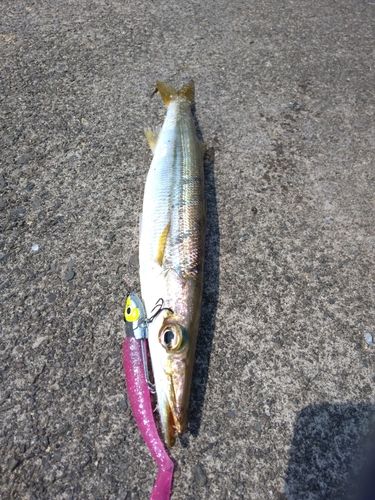 アカカマスの釣果