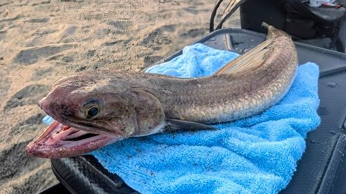 マエソの釣果