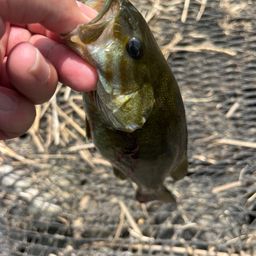 スモールマウスバス