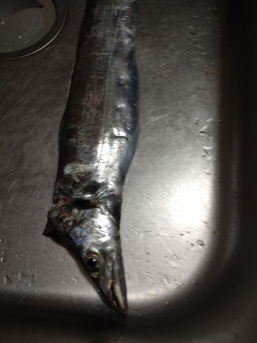 タチウオの釣果