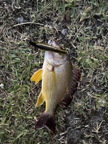 釣果