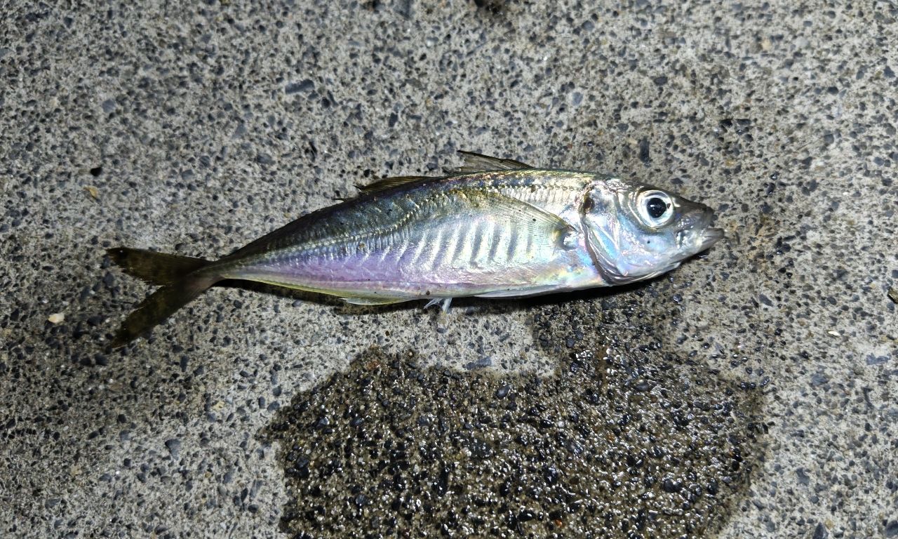 アジ