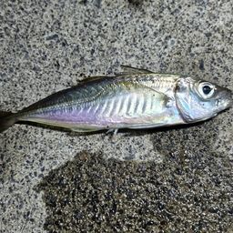 アジ