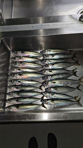 サバの釣果