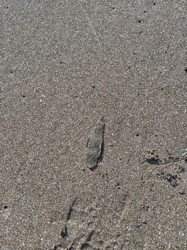シタビラメの釣果
