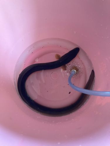 ウナギの釣果