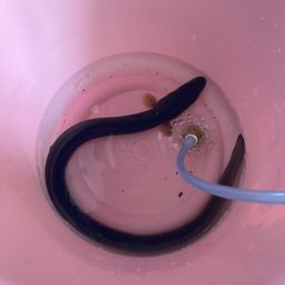 ウナギ