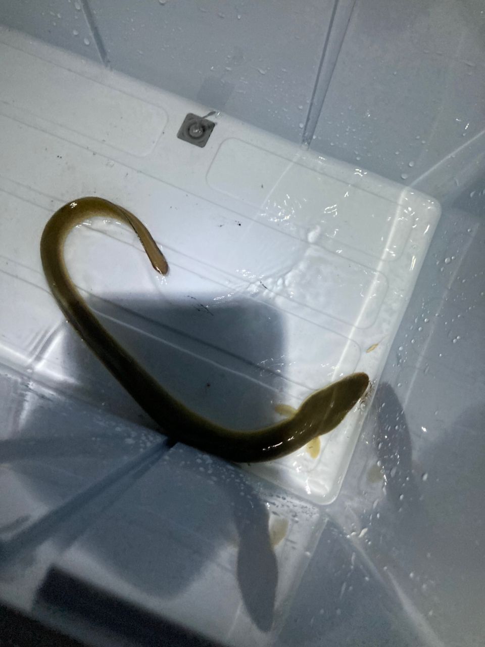 ウナギ