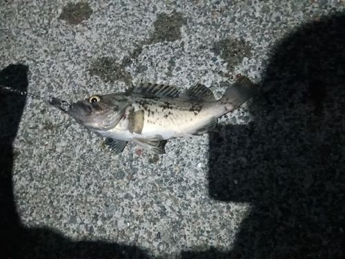 クロソイの釣果