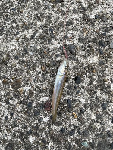 キスの釣果