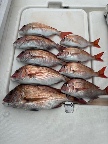 マダイの釣果