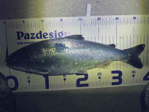 サクラマスの釣果