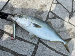 ハマチの釣果