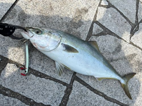ハマチの釣果