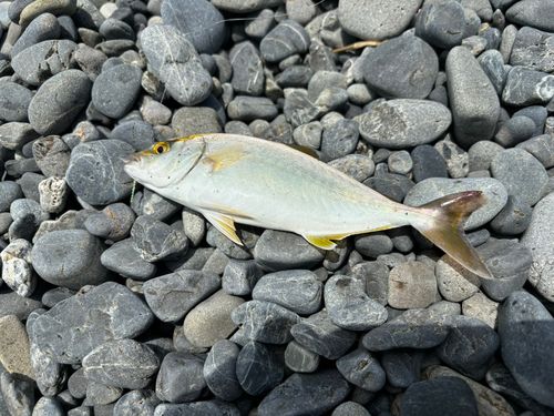 ショゴの釣果