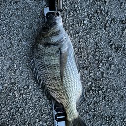 ミナミクロダイ