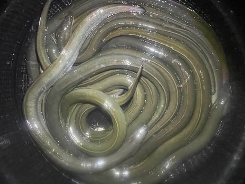 ニホンウナギの釣果