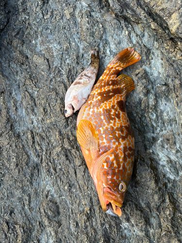 キジハタの釣果