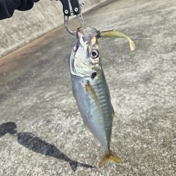 アジ
