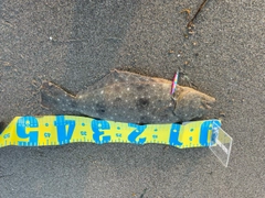 ヒラメの釣果