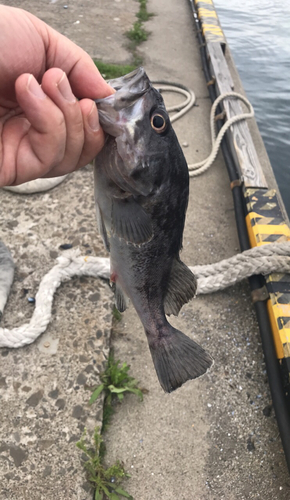 クロソイの釣果