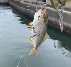 ショゴの釣果