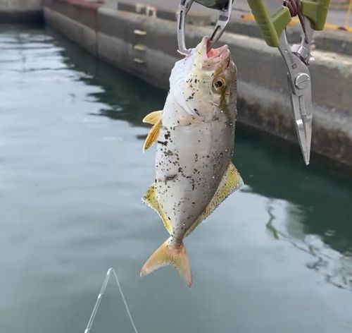 ショゴの釣果
