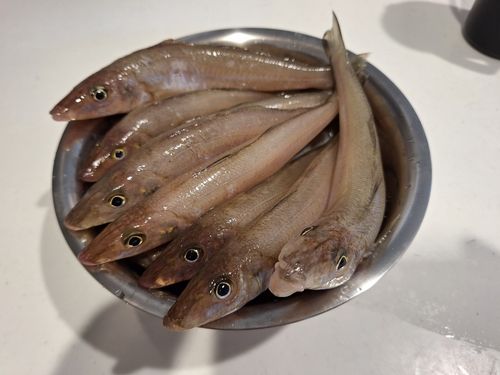 キスの釣果