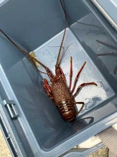 イセエビの釣果