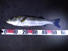 フッコ(マルスズキ)の釣果