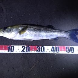 フッコ（マルスズキ）