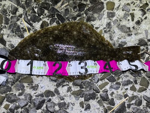 ヒラメの釣果