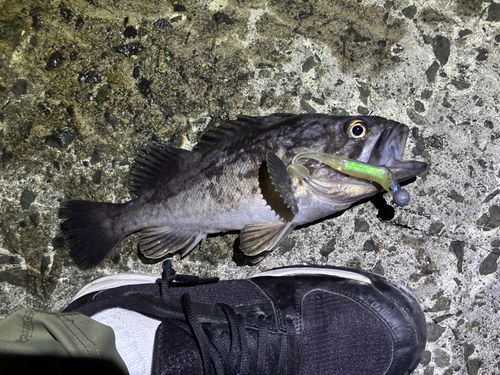 ソイの釣果