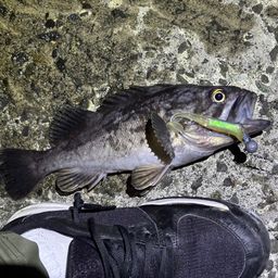 ソイ