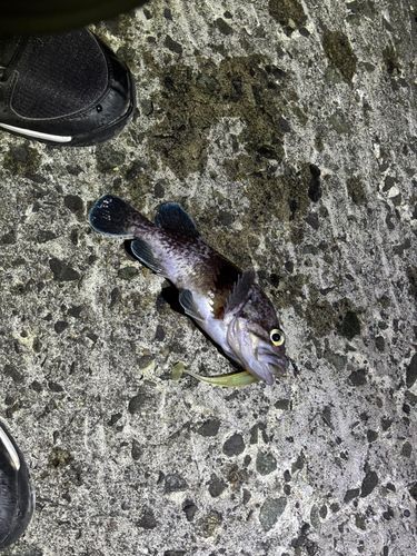 ソイの釣果