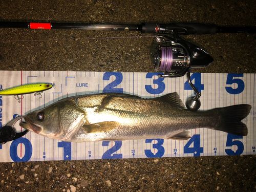 シーバスの釣果