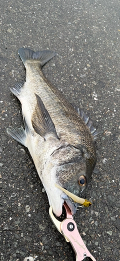 チヌの釣果