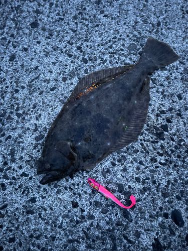 ヒラメの釣果