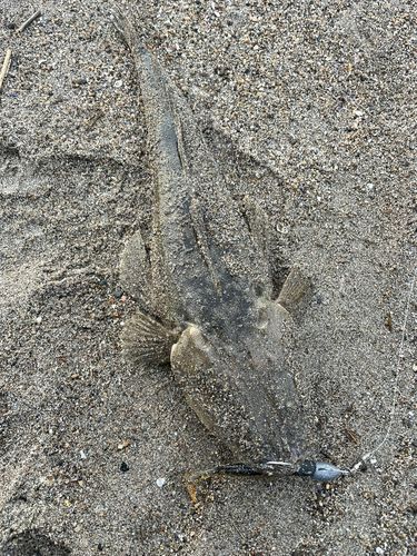 マゴチの釣果