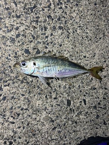アジ