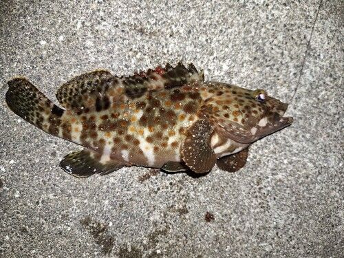 キジハタの釣果